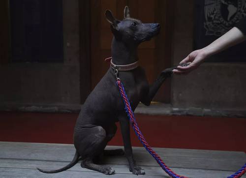 Al tacto, la piel de Mezcal es casi tan suave como la humana y le encantan las caricias.