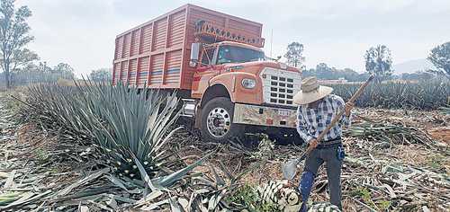 Un jimador corta el agave en un plantío de la empresa Pernod Ricard en el municipio de Arandas, en Los Altos de Jalisco. El producto posteriormente se destilará y será reposado en barracas especiales para después ser envasado para su consumo.