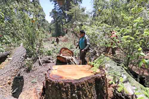 Comuneros de Santa Ana Tlacotenco, en Milpa Alta, recorren y vigilan los parajes de Tepetlehualo y Cuactzontla con el fin de preservar sus bosques y evitar las actividades clandestinas. Foto Luis Castillo