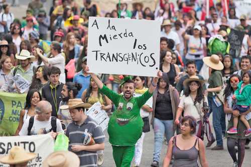 Uno de los estudios publicado en 2012 evidenció que el herbicida Roundup y un maíz transgéni-co, ambos propiedad de Monsanto, provocaban enfermedades. La imagen, durante el Carnaval del Maíz, en la Ciudad de México, en repudio a ese corporativo agro-industrial.