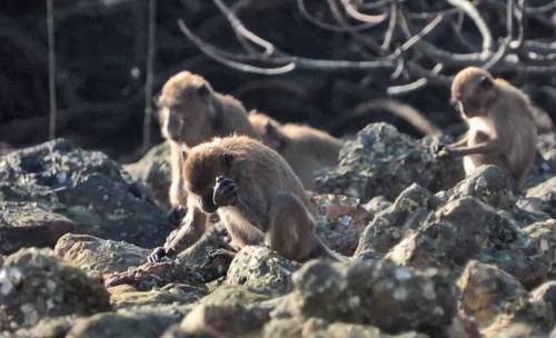 Un macaco de cola larga emplea un utensilio para obtener su comida.