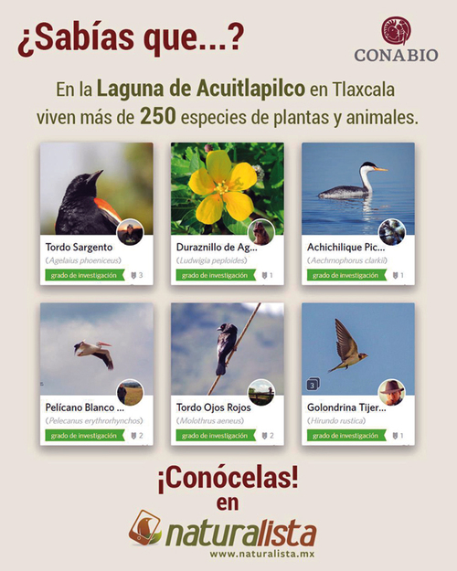 Biodiversidad de la Laguna de Acuitlapilco.  CONABIO