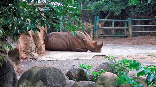 Felipe, un rinoceronte cojo y desnutrido, es uno de los 300 animales que padecen los estragos del descuido en el zoológico Doctor Juan A. Rivero, en Mayagüez, Puerto Rico.