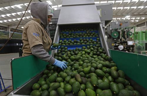 La fiebre del aguacate deja sin agua a 20 comunidades purépechas