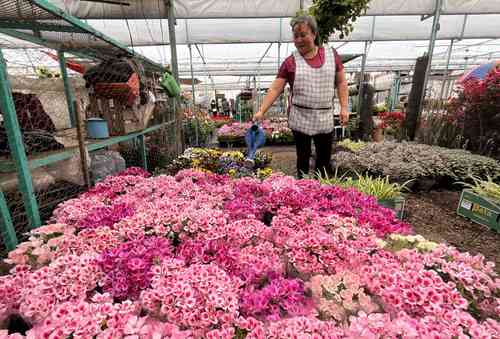Con la llegada de la primavera, comienza una amplia oferta de flores multicolores para decorar el hogar, mismas que ya inundan el Palacio de las Flores, en Xochimilco, para quienes deseen deleitar la vista y llevarlas a casa.