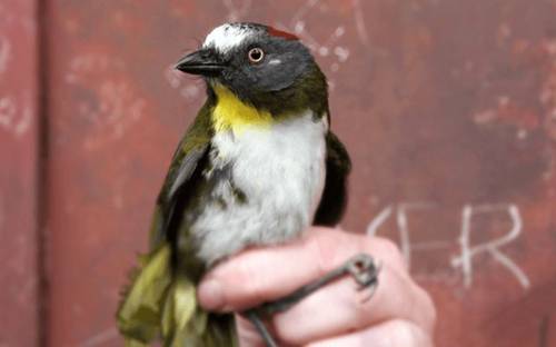 El pájaro campana de nuca rufa (Aleadryas rufinucha) es una de las aves descubiertas.