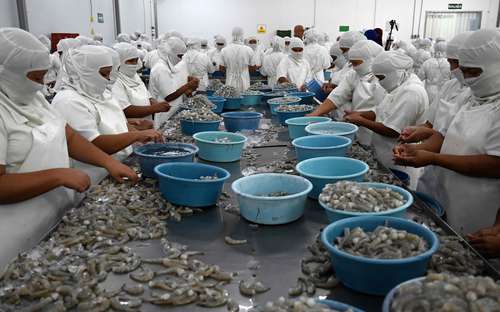 Proceso de pelado de camarones para su exportación en Choluteca, Honduras.