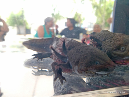 Axolotls en el jardín Santa Cecilia.  Trajinera del Conocimiento