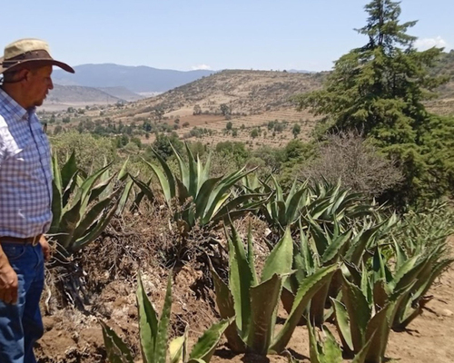 Producción de Maguey Pulquero en Hidalgo.  Vanessa Ramírez