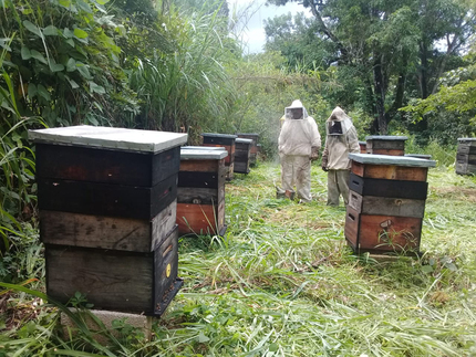 Apiario certificado con prácticas y manejo orgánico.  Víctor González