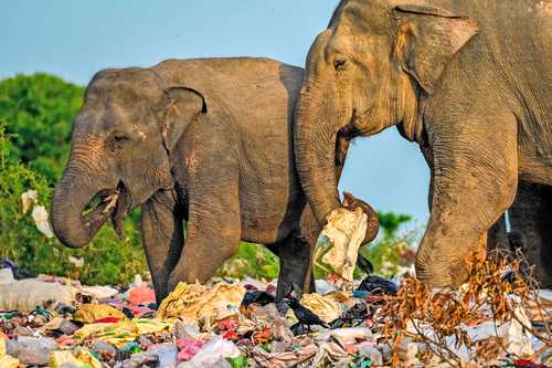 Elefantes salvajes buscan comida en basureros abiertos llenos de desechos plásticos en el distrito de Ampara, en el este de Sri Lanka. Una serie de paquidermos y ciervos han muerto en el noreste de la isla después de alimentarse en esos tiraderos.