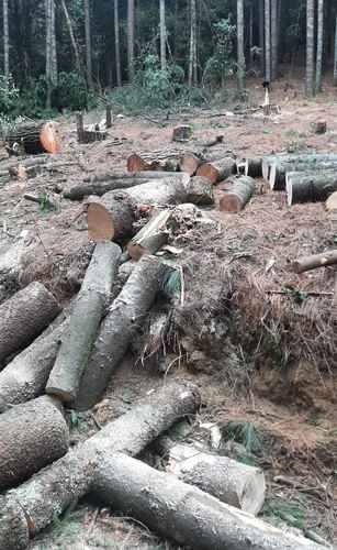 La tala y las operaciones de “lavado” de madera se ejecutan con permisos y autorizaciones falsos.
