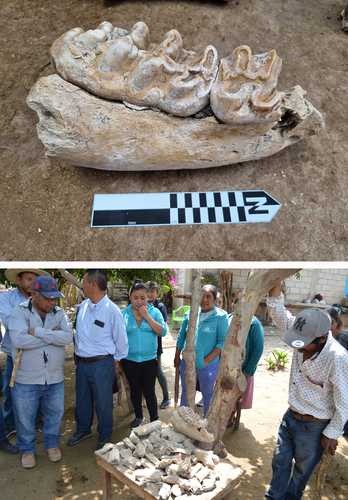 Los restos corresponden a un gonfoterio de Cuvier, especie que ha sido identificada desde el sur de Estados Unidos hasta Sudamérica.