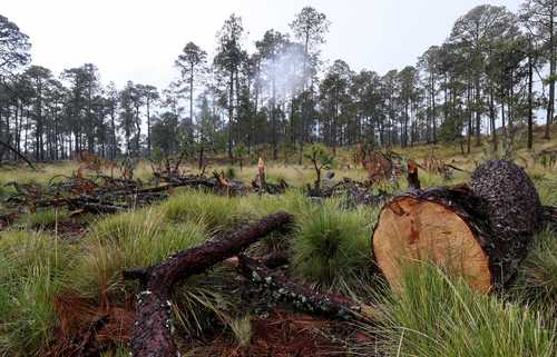 El paraje Las Troneras, en el bosque del pueblo de San Salvador Cuauhtenco, es de las zonas más afectadas.