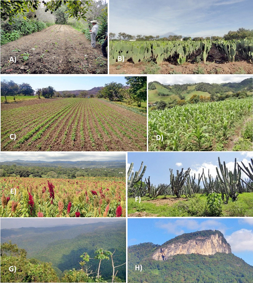 Agrobiodiversidad durante la pandemia. A) milpa en traspatio y árboles frutales en Cuautomatitla; B) Opuntia ficus-indica nopal verdura en Tlapanalá; C) milpa en traspatio y árboles frutales en Tochimilco; D) Cultivo de maíz, zonas perturbadas Quimixtlán; E) Amartanthus hypochondriacus en Tochimilco; F) Garambullo Myrtillocactus geometrizans Ahuatlán; G) Bosque mesófilo de montaña en Jonotla; H) Bosque encino-pino Cerro cabezón Tlatlauquitepec. Fuente: fotografías por Sergio M. Barreiro Zamorano.