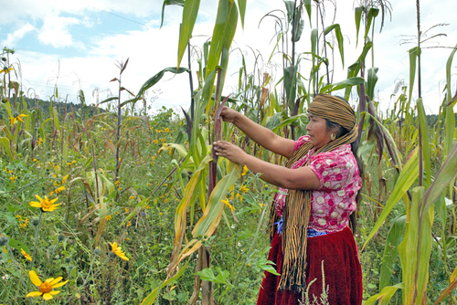 Purhépecha cosechando maíz criollo.  Ricardo María Garibay
