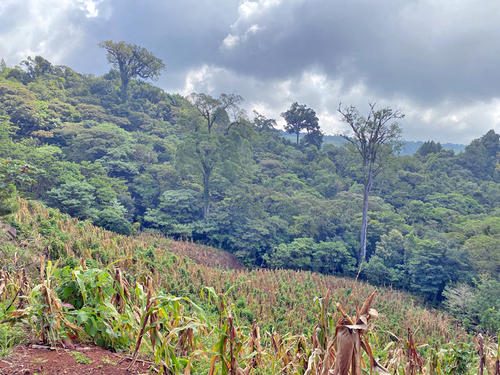 Milpa Dos Arboles-San Fernando-Sierra de Santa Marta-Veracruz.  Carlos Ávila Bello