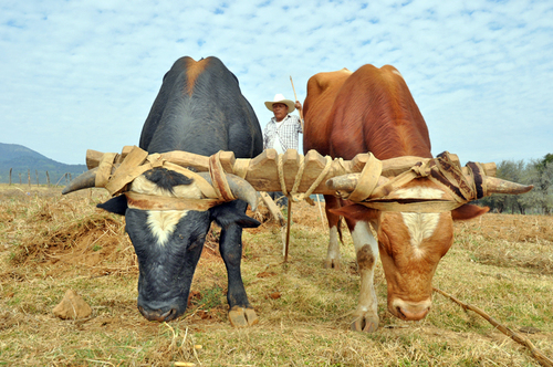 Yunta en Pichátaro.  Ricardo María Garibay