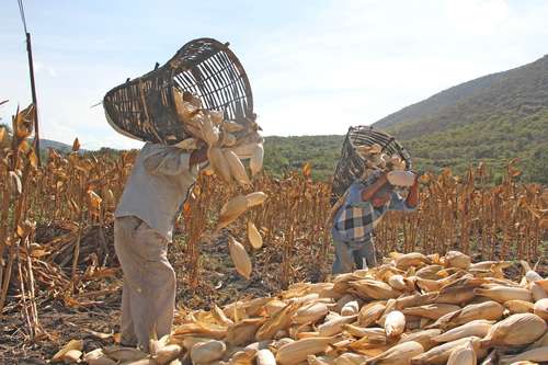 Con dicha medida se garantiza el consumo de ese grano básico, el cual no daña la salud.