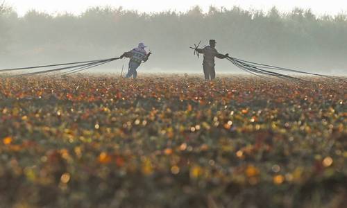 La mitad de los inversionistas latinoamericanos, incluyendo a los de origen mexicano, son mujeres, quienes tienen más presencia en negocios relacionados con la salud, estética, alimentos y servicios. En la imagen, connacionales trabajan en el campo de EU.