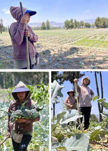 La pareja no le teme a la labor de campo y han sabido invertir en su cooperativa el apoyo oficial que recibieron.