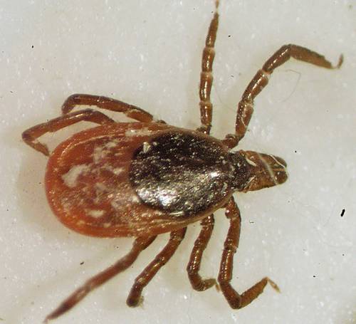 Son depredadores de emboscada que esperan en una flor o rama a que pase una persona o un animal para saltar y morderlo. En la imagen aparece una garrapata de venado vista al microscopio.