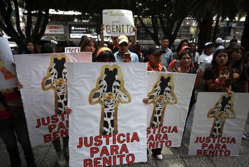 Ambientalistas exigieron ayer frente al edificio de la Procuraduría Federal de Protección al Ambiente, ubicado en el cruce de Insurgentes y Félix Cuevas, en la alcaldía Benito Juárez, un lugar digno para la jirafa Benito, presuntamente maltratada por el gobierno de Chihuahua.