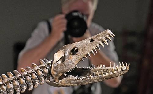 Cabeza de Nessie, de alrededor de 190 millones de años, que se venderá junto a un ptenarodón, reptil volador.