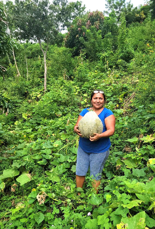 Maribel Palma Monroy recolectando calabazas.  Marcos Cortez Bacilio