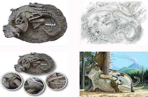 Restos del Psittacosaurus (dinosaurio) y el Repenomamus (mamífero) enredados. Este último hunde los dientes en las costillas del dinosaurio. A la derecha, una recreación artística del abrazo mortal. Abajo, a la izquierda, detalles de la agresión; a la derecha, una ilustración de los animales.