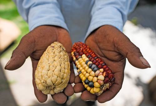 Muestras de maíz tradicional cultivado en Ixtenco, México.