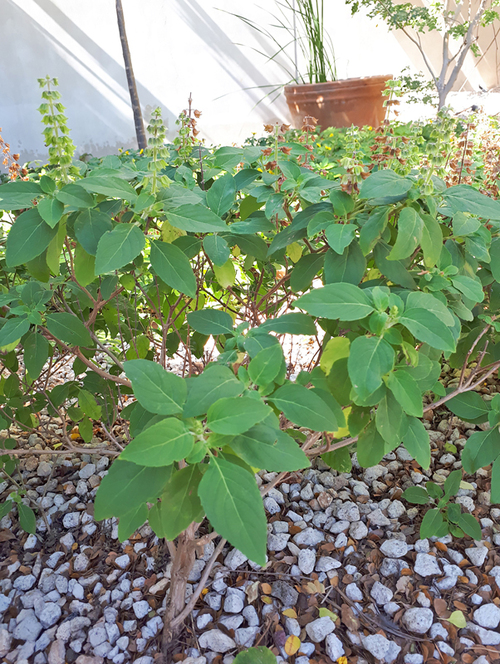 Planta de albahaca de monte con frutos verdes y maduros en la punta de sus ramas.  Daniela A. Martínez-Natarén