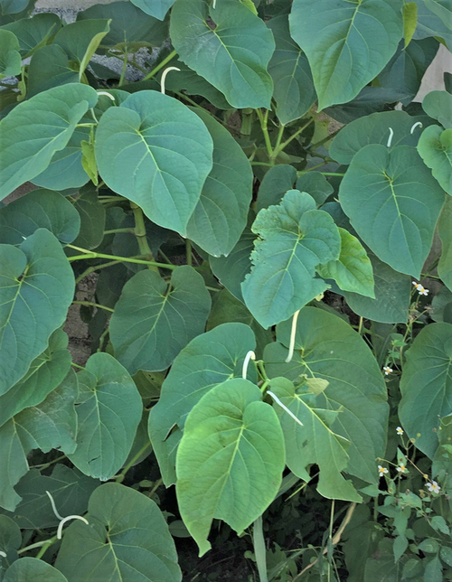 Hoja santa.  Luz María Calvo Irabien