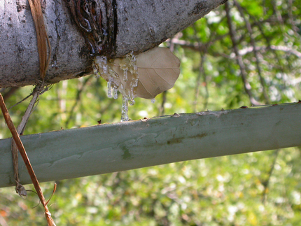 Flujo de resina en la extraccion copal, Jolalpan, Puebla.  Aurora Montufar