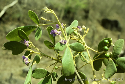 Flores del Coyotomate, las cuales pueden ser lilas o azules.  Banco de imágenes/ CONABIO.