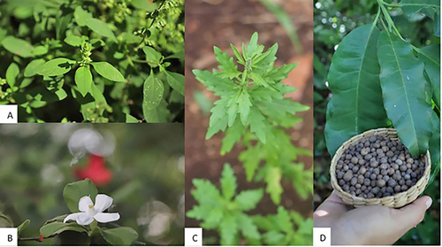 Cuatro ejemplos de especies aromáticas en el Jardín Botánico Regional “Roger Orellana”. A) Albahaca de monte (Ocimum campechianum). B) Jazmín de monte (Casearia yucatanensis). C) Epazote (Dysphania ambrosioides) y D) Pimienta de Tabasco (Pimenta dioica). Isaí Olalde Estrada