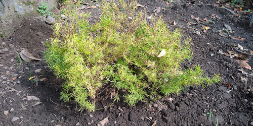 Tagetes filifolia.  Pedro Tristán Flores