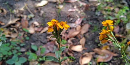 Tagetes lucida.  Pedro Tristán Flores
