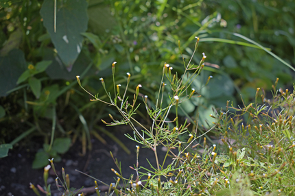 Tagetes micrantha.  Pedro Tristán Flores