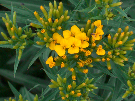 Figura 1. El pericón, Tagetes lucida, en su hábitat natural.  E. Linares