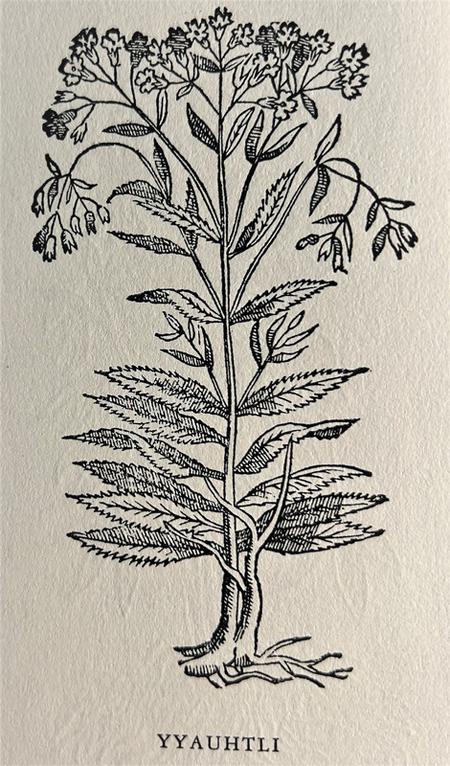 Figura 3. Yyautli o hierba de las nubes, Historia Natural de la Nueva España, 1571-1576.  E. Linares