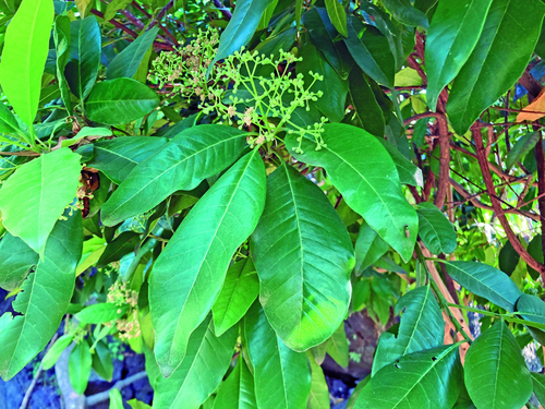 Hojas de Pimienta dioica
