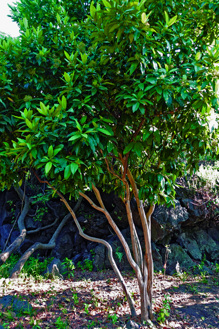 Árbol de pimienta gorda (Pimienta dioica)