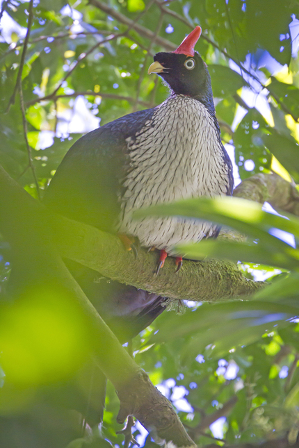 Pavo de Cacho, Oreophasis derbianus.  Miguel Ángel Sicilia Manzo