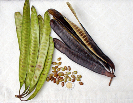Molote de epazote (Dysphania ambrosioides), queso y chile (Capsicum annuum). Helio M. García