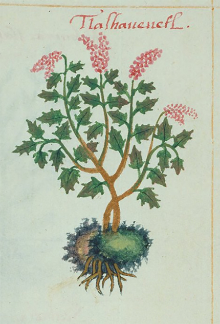 Dibujo de Tlalhaueuetl, Códice de la Cruz-Badiano, 1552.