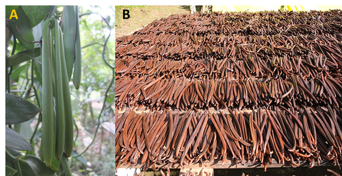 Figura 1. Vainas de vainilla Vanilla planifolia. Vainas verdes, Fig. 1-A; Vainas curadas, Fig. 1-B.  Mark Blackman