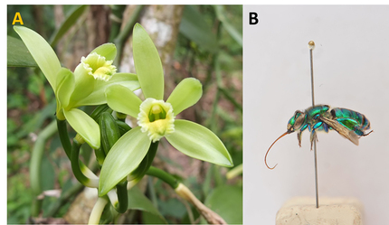Figura 2. Flor de Vanilla planifolia, Fig. 2-A; Abeja del género Euglossa, polinizador natural de Vanilla planifolia, Fig. 2-B.  Mark Blackman