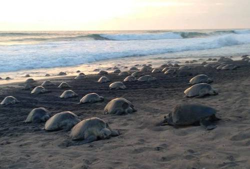 Miles de tortugas marinas de la especie golfina arribaron para desovar en la costa de Aquila, Michoacán; los quelonios llegan principalmente a las playas Azul, Ixtapilla, Maruata y Colola, donde indígenas nahuas y activistas instalaron campamentos de vigilancia para evitar el robo de los huevos, los cuales son vendidos en el mercado negro para consumo humano.