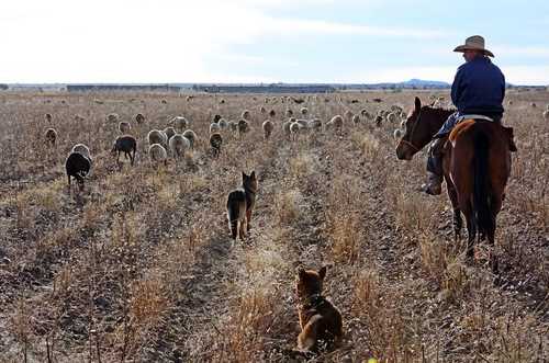 Pastoreo de ovejas en tierras de cultivo en el municipio de Calera, Zacatecas, una de las localidades más afectadas por la falta de lluvias, lo que perjudica a agricultores y ganaderos de la región.